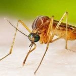 ആലപ്പുഴയില്‍ വെസ്റ്റ് നൈല്‍പനി സ്ഥിരീകരിച്ചു