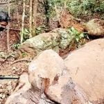 മൂന്ന് കാട്ടാനകളെ ചരിഞ്ഞനിലയില്‍ കണ്ടെത്തി