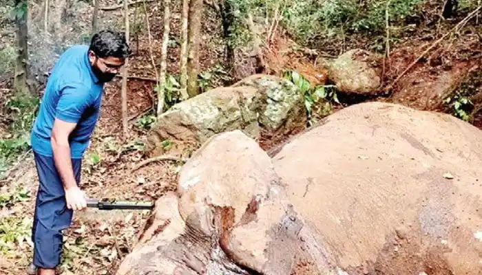 മൂന്ന് കാട്ടാനകളെ ചരിഞ്ഞനിലയില്‍ കണ്ടെത്തി