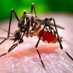 ഡെങ്കിപ്പനി കേസുകളിൽ വർധന; അടിയന്തിര നടപടി സ്വീകരിക്കുമെന്ന് ആരോഗ്യവകുപ്പ്