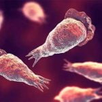 കേരളത്തിൽ വീണ്ടും അമീബിക് മസ്തിഷ്‌ക ജ്വരം: തിരുവനന്തപുരത്ത് രണ്ടുപേര്‍ക്ക് രോഗം സ്ഥിരീകരിച്ചു