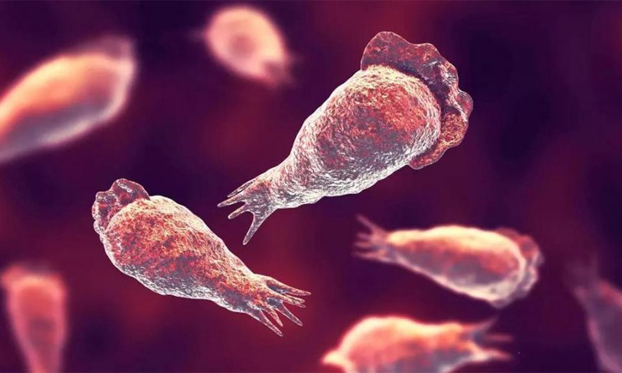 തൃശൂരിലും അമീബിക് മസ്തിഷ്‌ക ജ്വരം സ്ഥിരീകരിച്ചു