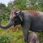 കാട്ടാനയുടെ ആക്രമണത്തിൽ വനപാലകന് ദാരുണാന്ത്യം