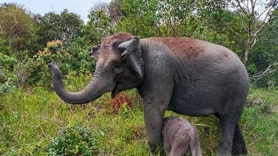 കാട്ടാനയുടെ ആക്രമണത്തിൽ വനപാലകന് ദാരുണാന്ത്യം