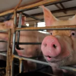 കണ്ണൂര്‍ ഉദയഗിരിയില്‍ ആഫ്രിക്കന്‍ പന്നിപ്പനി സ്ഥിരീകരിച്ചു