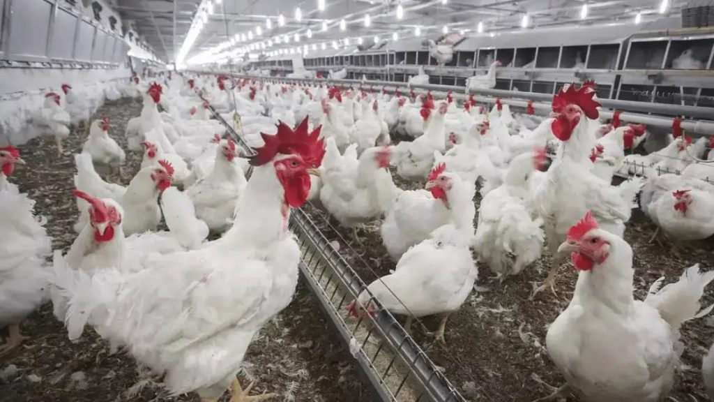 പക്ഷിപ്പനി: നാലു ജില്ലകളില്‍ വളര്‍ത്തുപക്ഷികള്‍ക്ക് നിരോധനം, ഉത്തരവിറങ്ങി