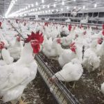 കോഴിയിറച്ചി വില കുത്തനെ ഇടിഞ്ഞു