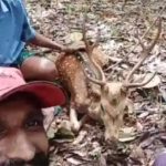 മാനിനെ കെട്ടിയിട്ട് വീഡിയോ ചിത്രീകരിച്ചു; നാലുപേര്‍ക്കെതിരേ കേസ്