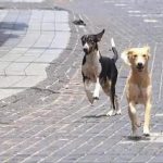 വീടിനുമുന്നിൽ കളിക്കുകയായിരുന്ന ആറുവയസ്സുകാരിയെ തെരുവുനായകൾ കടിച്ചുകൊന്നു