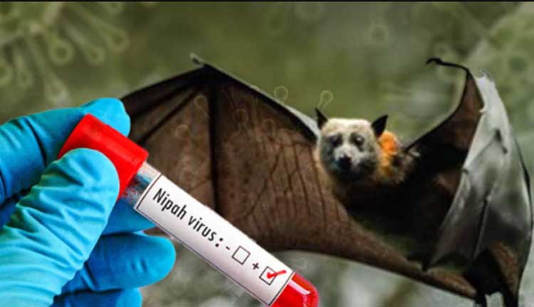 മലപ്പുറത്തെ നിപ: സമ്പര്‍ക്കപ്പട്ടികയിലെ രണ്ടുപേരുടെ പരിശോധനാഫലം കൂടി നെഗറ്റീവ്