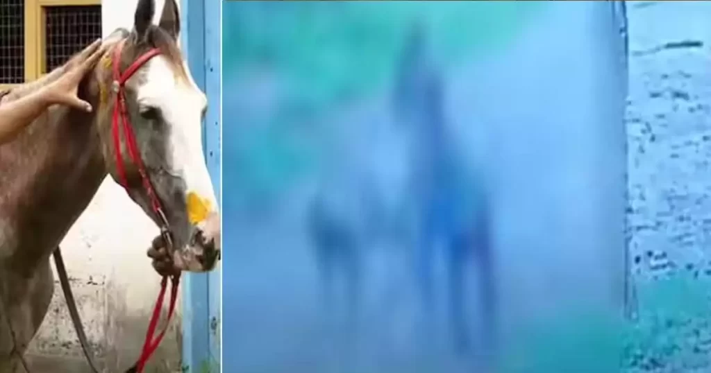 ഗർഭിണിയായ കുതിരയോട് കൊടുംക്രൂരത; മൂന്ന് പേര്‍ റിമാൻഡിൽ