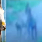 ഗർഭിണിയായ കുതിരയോട് കൊടുംക്രൂരത; മൂന്ന് പേര്‍ റിമാൻഡിൽ