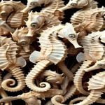 ബെംഗളൂരു വിമാനത്താവളത്തിൽ 6,626 കടൽക്കുതിരകളുമായി മൂന്നുപേർ അറസ്റ്റിൽ