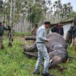 കാട്ടാനയുടെ ജഡം കുളത്തിൽ കണ്ടെത്തി