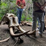 ബിആർടി കടുവാ സങ്കേതത്തിൽ രണ്ട് കാട്ടാനകളുടെ ജഡം കണ്ടെത്തി