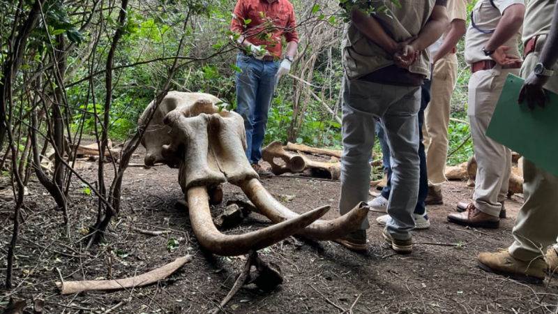 ബിആർടി കടുവാ സങ്കേതത്തിൽ രണ്ട് കാട്ടാനകളുടെ ജഡം കണ്ടെത്തി
