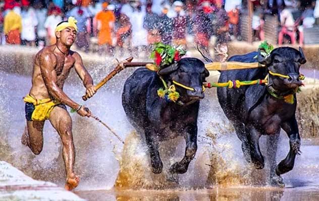 ബെംഗളൂരുവിൽ കമ്പളയ്ക്ക് 26ന് തുടക്കം