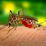 സംസ്ഥാനത്ത് ഡെങ്കിപ്പനി കേസുകൾ 20,000 കടന്നു