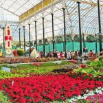 ലാൽബാഗ് പുഷ്പമേള; ഒറ്റദിവസം ലഭിച്ച വരുമാനം 92.5 ലക്ഷം രൂപ