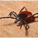 പാകിസ്താനിൽ കോം​ഗോ വൈറസ് പടരുന്നു; മൂന്ന് മരണം