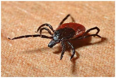 പാകിസ്താനിൽ കോം​ഗോ വൈറസ് പടരുന്നു; മൂന്ന് മരണം