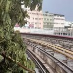 കനത്ത മഴ; മെട്രോ പാതയിലേക്ക് മരം വീണു