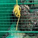 ഭീതിവിതച്ച പുള്ളിപ്പുലി കെണിയിൽ വീണു