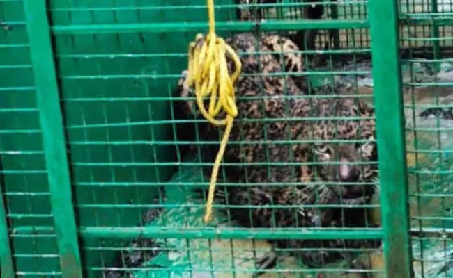 ഭീതിവിതച്ച പുള്ളിപ്പുലി കെണിയിൽ വീണു