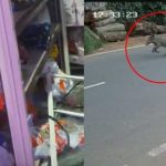 കാട്ടുപന്നികളുടെ ആക്രമണത്തില്‍ ഒരാള്‍ക്ക് പരുക്ക്, നിരവധി കടകള്‍ക്ക് കേടുപാട്