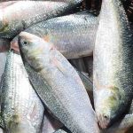 ദുര്‍ഗാ പൂജയ്ക്ക് ഹില്‍സ; കയറ്റുമതി വിലക്ക് മാറ്റി ബംഗ്ലാദേശ്