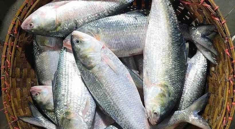 ദുര്‍ഗാ പൂജയ്ക്ക് ഹില്‍സ; കയറ്റുമതി വിലക്ക് മാറ്റി ബംഗ്ലാദേശ്