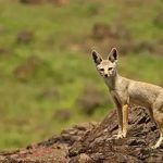 കൊല്ലത്ത് മൂന്ന് പേര്‍ക്ക് കുറുക്കന്റെ കടിയേറ്റു; ഒരാളുടെ നില ഗുരുതരം