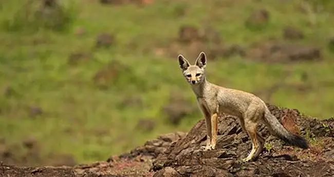 കൊല്ലത്ത് മൂന്ന് പേര്‍ക്ക് കുറുക്കന്റെ കടിയേറ്റു; ഒരാളുടെ നില ഗുരുതരം