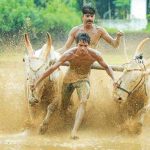 ആലത്തൂര്‍ കാളപൂട്ട് കേസെടുത്ത് പോലീസ്