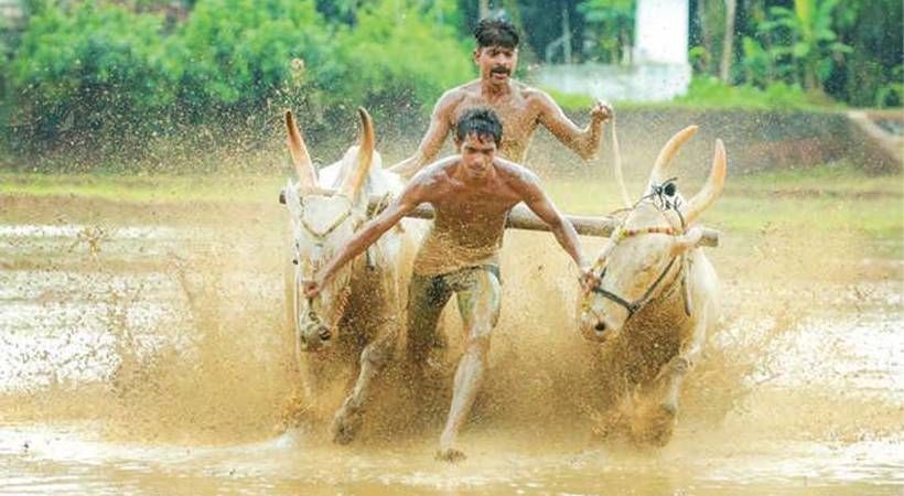 ആലത്തൂര്‍ കാളപൂട്ട് കേസെടുത്ത് പോലീസ്