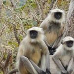 തിരുവനന്തപുരം മൃഗശാലയില്‍ നിന്ന് വീണ്ടും ഹനുമാൻ കുരങ്ങുകള്‍ ചാടിപോയി