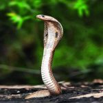 കോവളത്ത് പാമ്പ് കടിയേറ്റ് അതിഥി തൊഴിലാളി മരിച്ചു