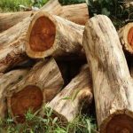 വയനാട് തലപ്പുഴയിലെ മരംമുറി; വിശദ അന്വേഷണത്തിന് ഉത്തരവിട്ട് ഡിഎഫ്‌ഒ