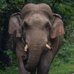 തൃശൂർ വാൽപ്പാറ അതിർത്തിയിൽ കാട്ടാന ആക്രമണത്തിൽ സ്ത്രീ കൊല്ലപ്പെട്ടു