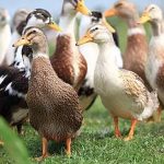 പക്ഷിപ്പനി; നാലു ജില്ലകളിൽ കോഴി, താറാവ് വളർത്തലിന് നിരോധനം