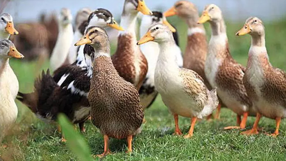 പക്ഷിപ്പനി നിയന്ത്രണം; കോട്ടയത്തെ മൂന്ന് താലൂക്കുകളില്‍ വിലക്ക്