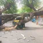 ഓട്ടോറിക്ഷയ്ക്ക് മുകളിൽ മരം പൊട്ടിവീണ് ഒരു മരണം