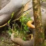 ചക്കക്കൊമ്പനുമായി ഏറ്റുമുട്ടല്‍; പരുക്കേറ്റ് വീണ ​മുറിവാലൻ കൊമ്പൻ ചരിഞ്ഞു