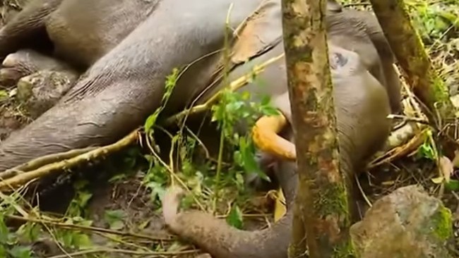 ചക്കക്കൊമ്പനുമായി ഏറ്റുമുട്ടല്‍; പരുക്കേറ്റ് വീണ ​മുറിവാലൻ കൊമ്പൻ ചരിഞ്ഞു