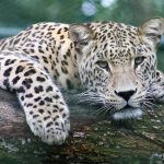 ഇലക്ട്രോണിക് സിറ്റിക്ക് സമീപം കണ്ടെത്തിയ പുള്ളിപ്പുലിയെ പിടികൂടാൻ ടാസ്ക് ഫോഴ്സ് രൂപീകരിച്ചു