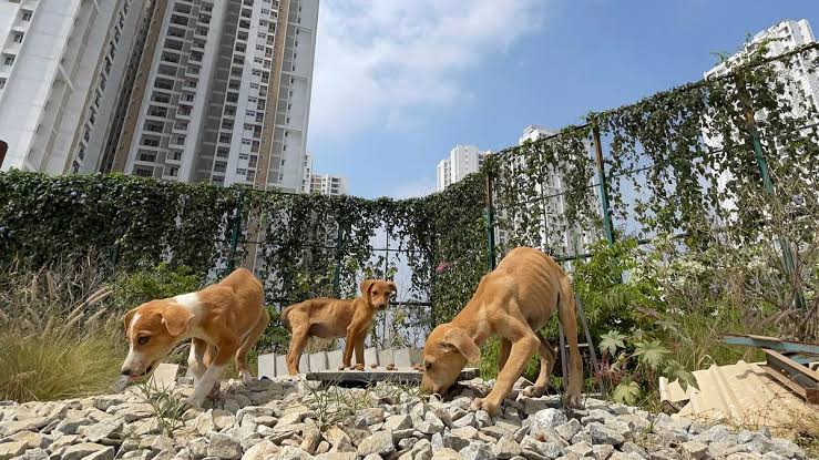 തെരുവുനായകൾക്കുള്ള മൈക്രോചിപ്പ് ഇംപ്ലാന്റേഷന്‍ പദ്ധതിക്ക് തുടക്കം കുറിച്ചു
