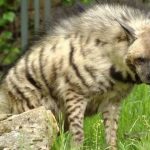 സംസ്ഥാനത്തെ ആദ്യ കഴുതപ്പുലി സങ്കേതം ബെളഗാവിയിൽ