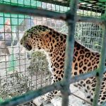 ഇലക്ട്രോണിക് സിറ്റിക്ക് സമീപം കണ്ടെത്തിയ പുലിയെ പിടികൂടി