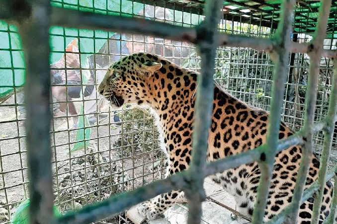 ഇലക്ട്രോണിക് സിറ്റിക്ക് സമീപം കണ്ടെത്തിയ പുലിയെ പിടികൂടി