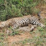 ബിആർടി ടൈഗർ റിസേർവിന് സമീപം പുള്ളിപ്പുലിയുടെ ജഡം കണ്ടെത്തി